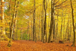 Drveće listopadne šume Drveće listopadne šume